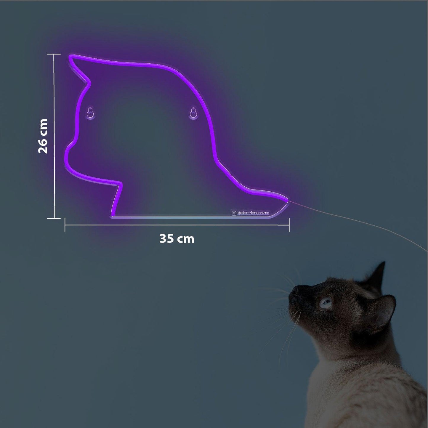 Gato
